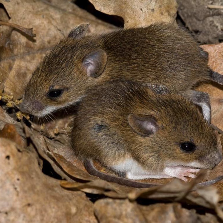 Уничтожения мышей в частном доме в Донецке?