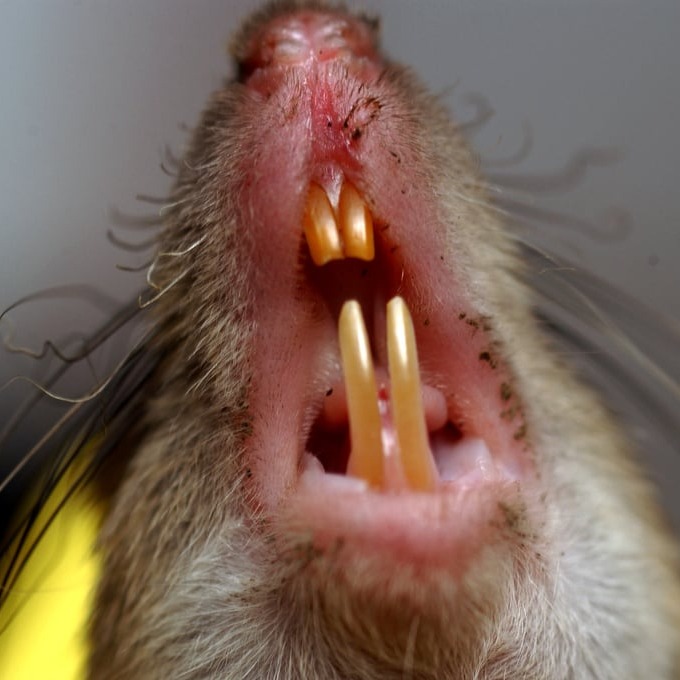 Дератизация крыс в Донецке?